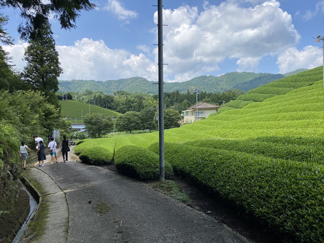 和束町の茶畑